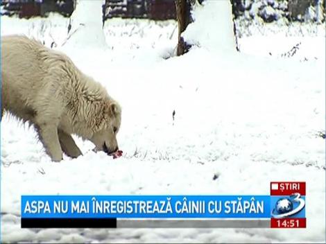 ASPA nu mai înregistrează câinii cu stăpân