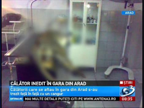 Călător inedit în gara din Arad! Un cangur a fost fugărit şi prins de poliţişti