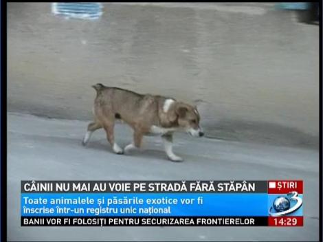 Câinii nu mai voie pe stradă fără stăpân