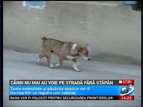 Câinii nu mai voie pe stradă fără stăpân