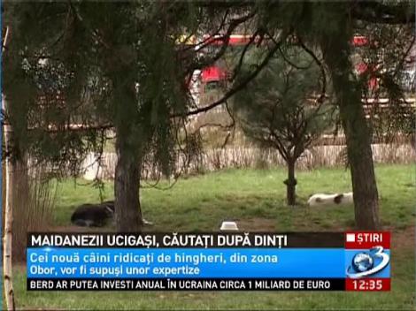 Copil de 6 ani in stare de soc, dupa a fost muscat de cap de un maidanez