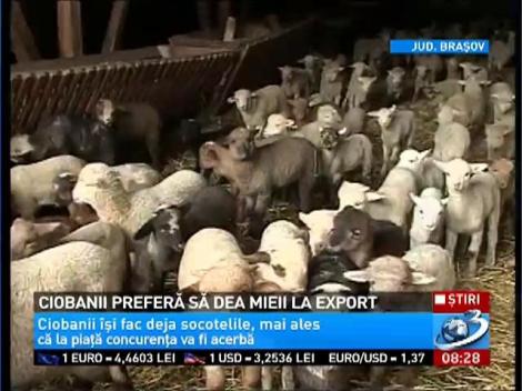 Ciobanii preferă să dea mieii la export