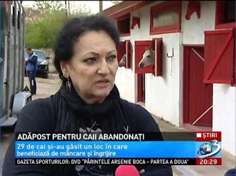 Adăpost pentru caii abandonați în București
