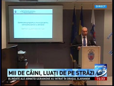 Mii de câini, luaţi de pe străzi