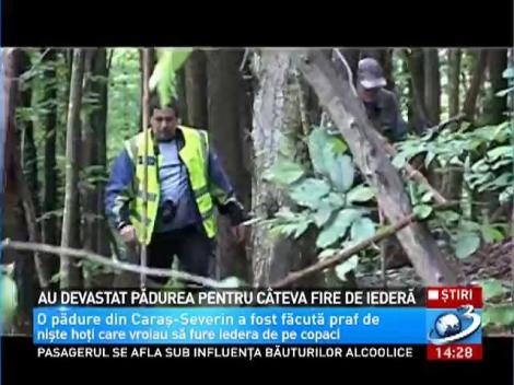Au devastat pădurea pentru câteva fire de iederă