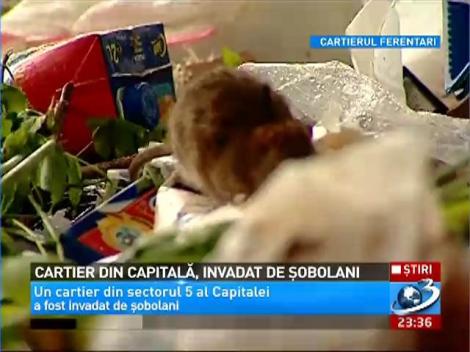 Cartier din Capitală, invadat de şobolani