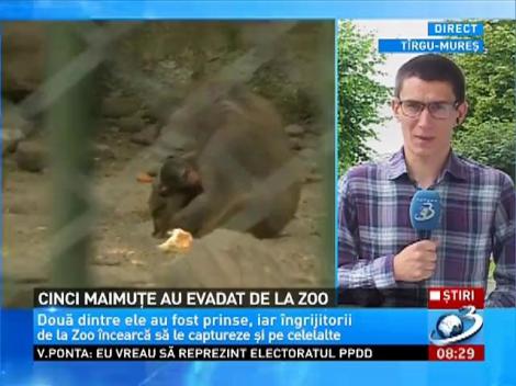 Cinci maimuţe au evadat de la Grădina Zoologică din T&acirc;rgu Mureş
