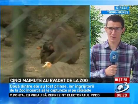 Cinci maimuţe au evadat de la Grădina Zoologică din Târgu Mureş