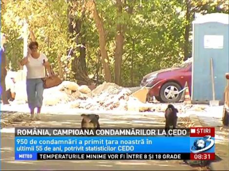 România, campiona condamnărilor la CEDO