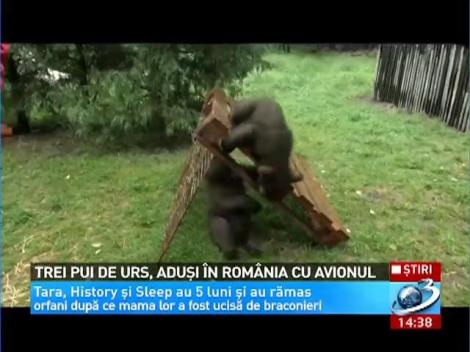 Trei pui de urs, aduşi în România cu avionul