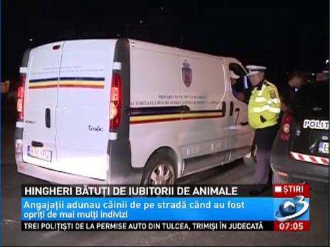 Hingheri bătuţi de iubitorii de animale