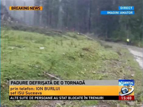 Imagini apocaliptice la Suceava! Copaci smulşi din pământ de o tornadă