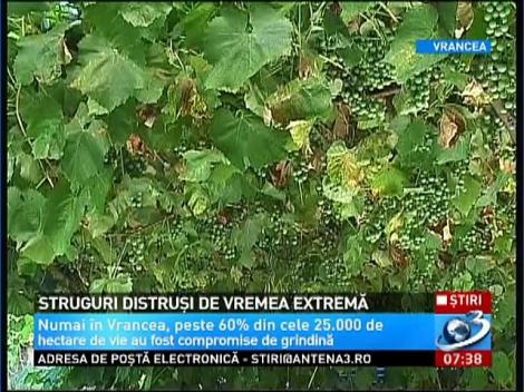 Toamna nu vine cu veşti bune pentru iubitorii de vin românesc