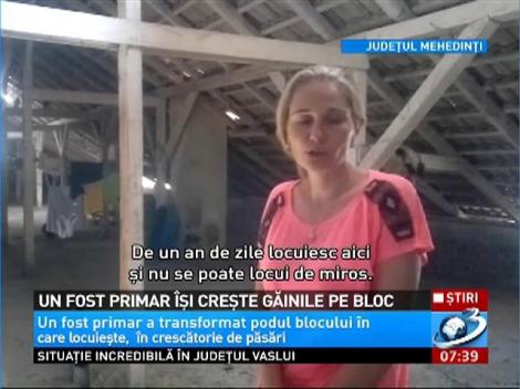 Un fost primar creşte găini pe acoperişul blocului