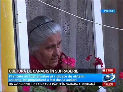 Cultură de canabis în sufragerie