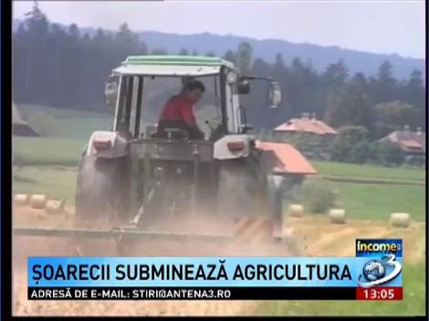 Income Magazine: Soarecii submineaza agricultura