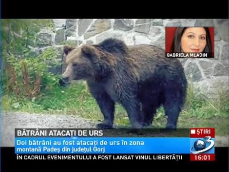 Bătrâni ATACAŢI DE URS în judeţul Gorj