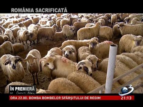 &Icirc;n premieră cu Carmen Avram- Rom&acirc;nia sacrificată