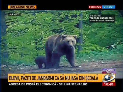 Un urs a rămas blocat &icirc;n gardul unei şcoli din judeţul D&acirc;mboviţa