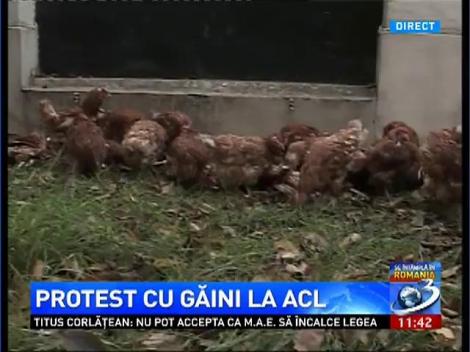 Protest cu găini la ACL