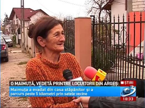 O maimuță, vedetă printre locuitorii din Argeș