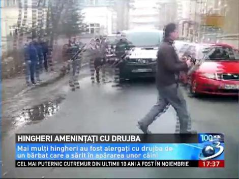 Hingheri ameninţaţi cu drujba