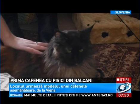 Prima cafenea cu pisici din Balcani