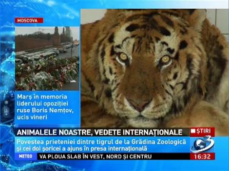 Animalele noastre, vedete internaţionale