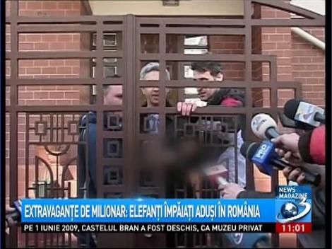 Extravaganţe de milionar: Elefanţi împăiaţi aduşi în România