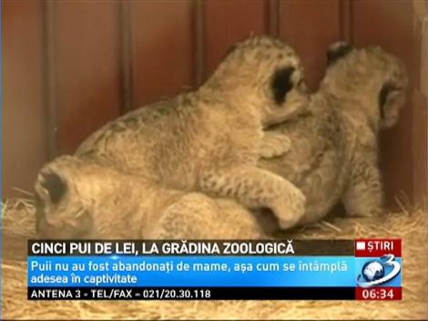 5 pui de leu au venit pe lume la Grădina Zoologică din Târgu Mureş