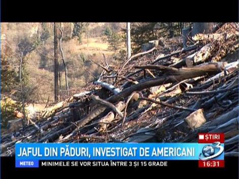 Jaful din păduri, investigat de americani