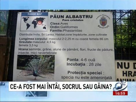 Deziluzia Optică: Ce-a fost mai întâi, socrul sau găina?