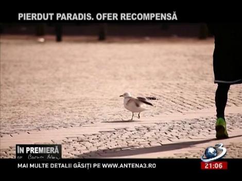 În Premieră: Pierdut paradis. Ofer recompensă - Partea I