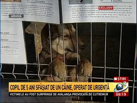 Copil de 5 ani sf&acirc;şiat de un c&acirc;ine, operat de urgenţă