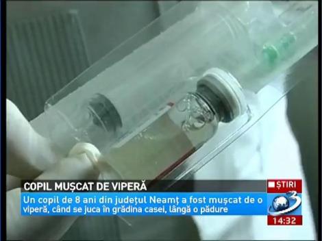 Copil muşcat de viperă în judeţul Neamţ