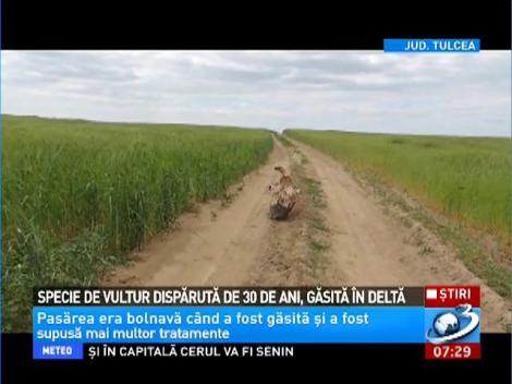 Specie de vultur dispărută de 30 de ani, găsită în Deltă