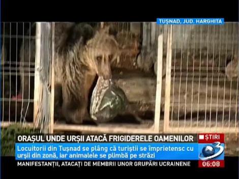 Oraşul unde urşii atacă frigiderele oamenilor