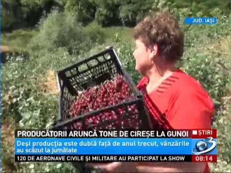 Producătorii aruncă tone de cireşe la gunoi