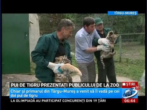 Pui de tigru prezentaţi publicului de la Zoo