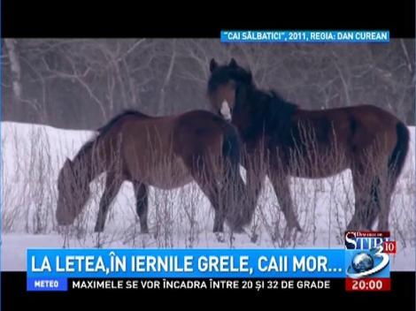 Dincolo de ştiri: La Letea, în iernile grele, caii mor