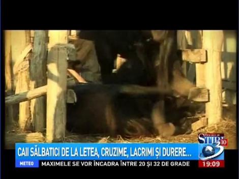 Dincolo de ştiri: Povestea cailor sălbatici de la Letea