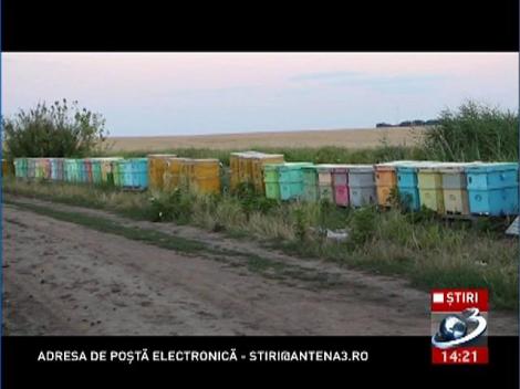 Un poliţist a murit după ce a fost &icirc;nţepat de o albină