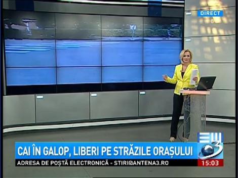 Cai &icirc;n galop, liberi pe străzile oraşului