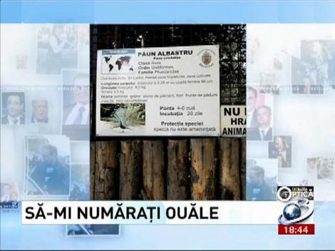 Deziluzia Optică: Să-mi număraţi ouăle