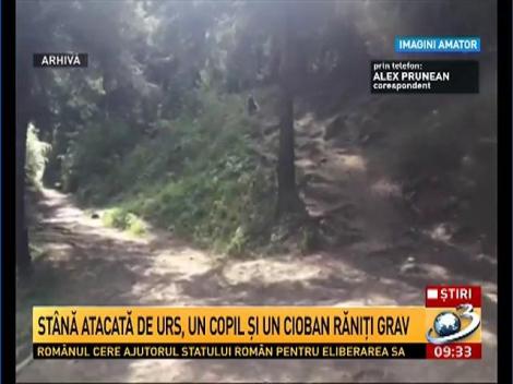 St&acirc;nă atacată de urs, un copil şi un cioban răniţi grav