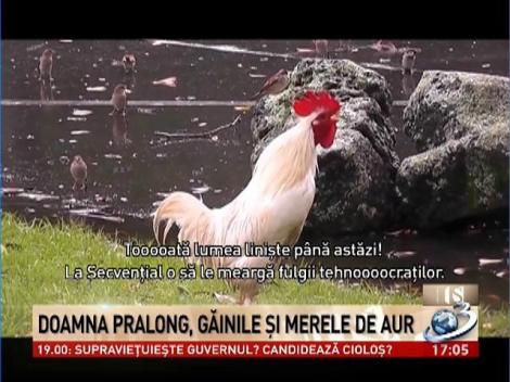 Doamna Pralong, găinile şi merele de aur