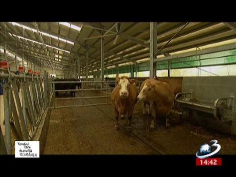 Români care dezvoltă România: Cris-Tim