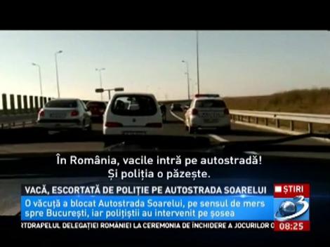 Video! Apariție surprinzătoare pe Autostrada Soarelui. Nici poliţiştilor de la Rutieră nu le-a venit să creadă