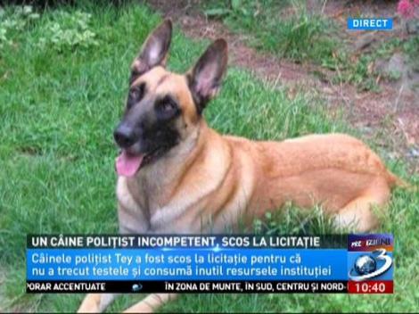 Câine scos la licitație de poliţiştii din Neamţ, pe motiv de incompetență. Ți se rupe sufletul când îl vezi cum așteaptă să fie luat de cineva