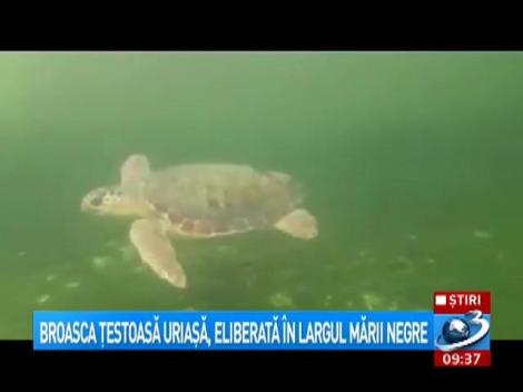 Broasca ţestoasă uriaşă, eliberată &icirc;n largul Mării Negre
